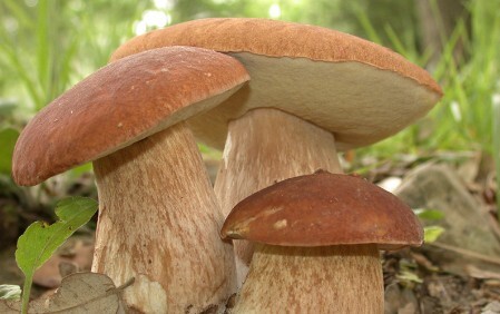 Funghi Porcini del Casentino
