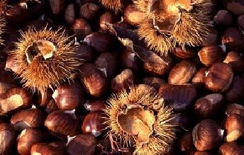 Castagne e Marroni del Casentino
