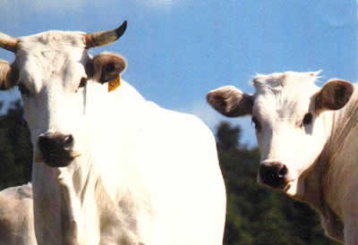 La razza chianina