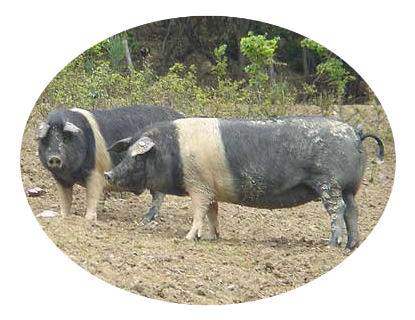 Grigio del Casentino