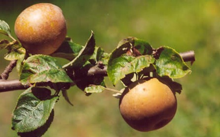 La mela Ruggina del casentino